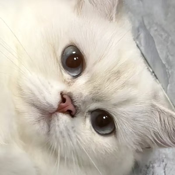 长毛银渐层沈球球